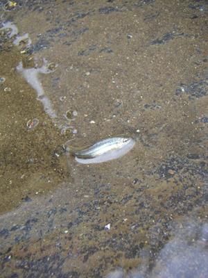 お魚