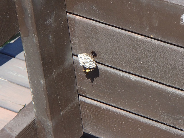 蜂の巣を横向けに