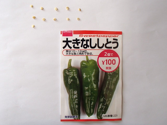 ダイソーの種 大きなししとう